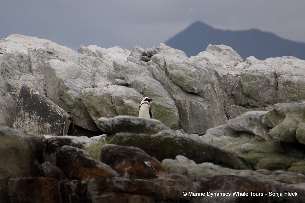 african penguin, whale watching, gansbaai, south africa