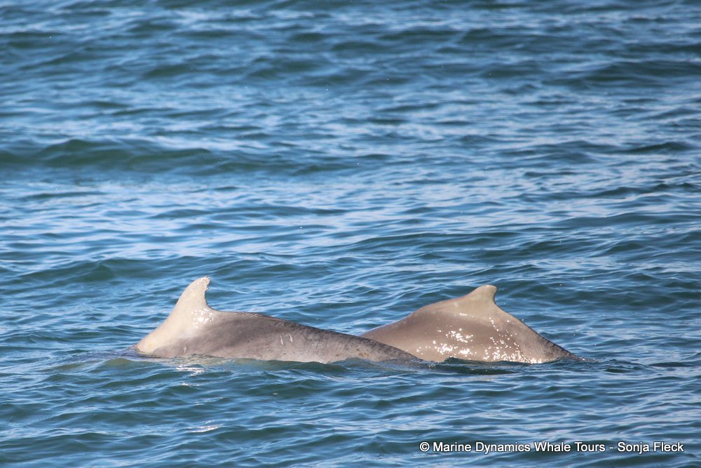 humpback dolphin, whale watching, gansbaai, south africa