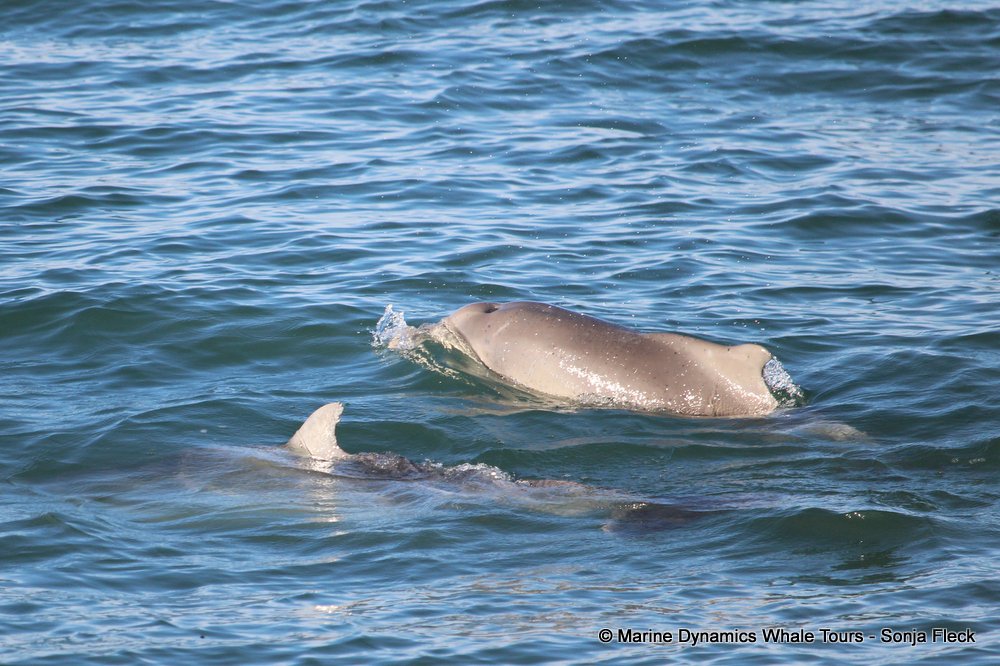 humpback dolphin, whale watching, gansbaai, south africa