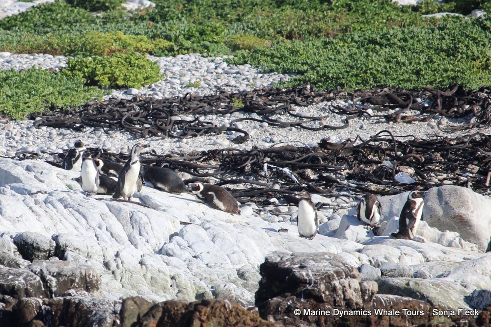penguins, whale watching, gansbaai, south africa,