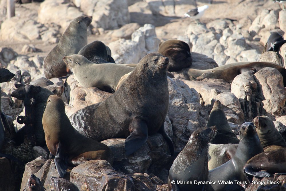 cape fur seal, whale watching, gansbaai, south africa