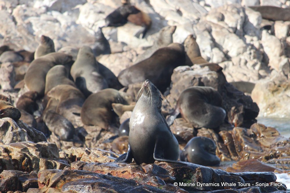cape fur seal, whale watching, gansbaai, south africa
