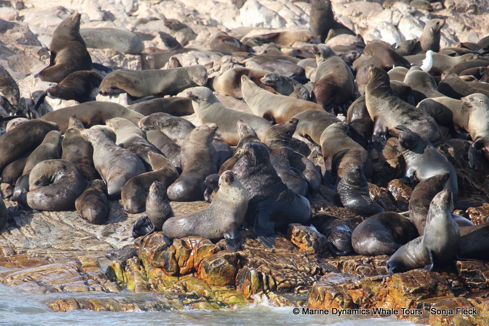 cape fur seal, whale watching, gansbaai, south africa