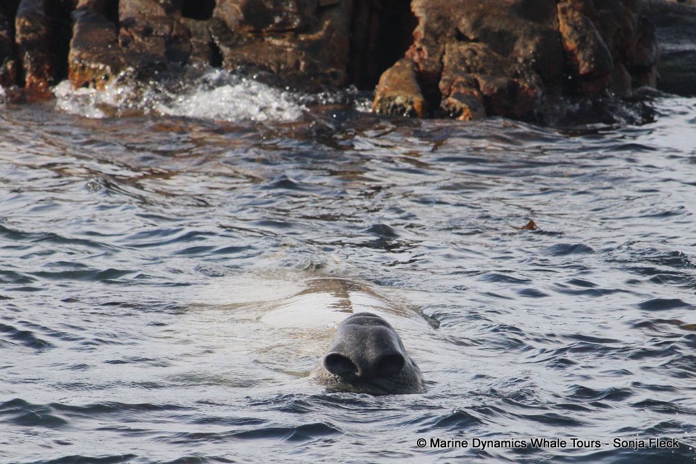 elephant seal, whale watching, gansbaai, south africa