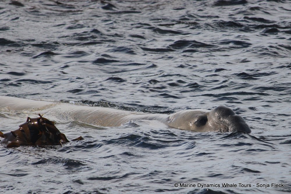 elephant seal, whale watching, gansbaai, south africa