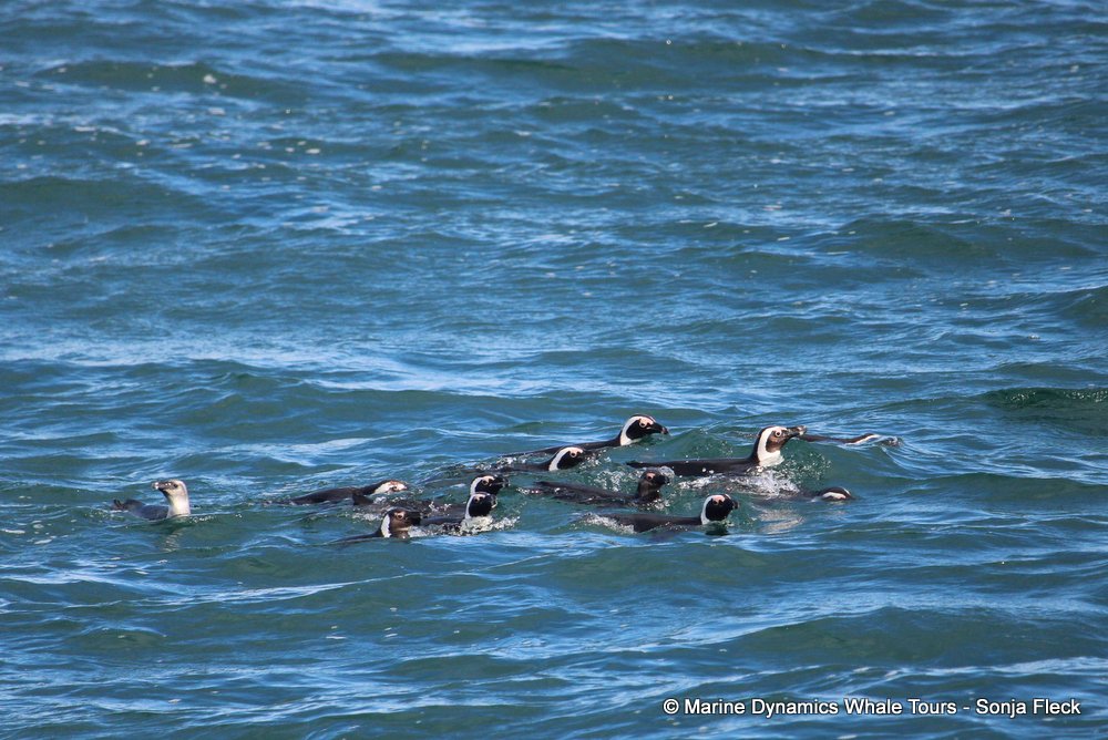 penguins, whale watching, gansbaai, south africa,