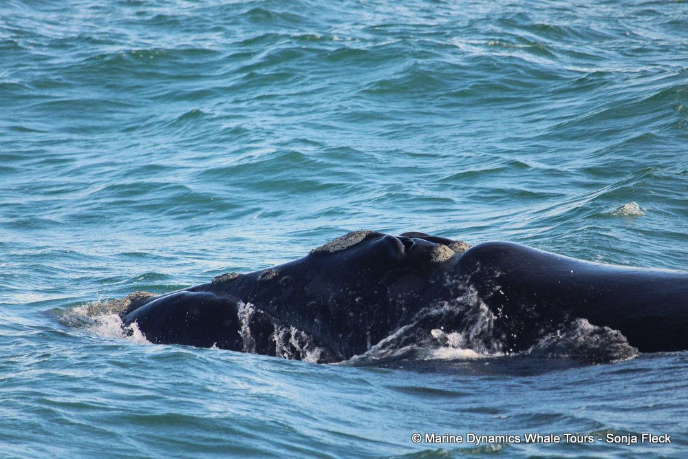 Southern right whale, whale watching, gansbaai, south africa,