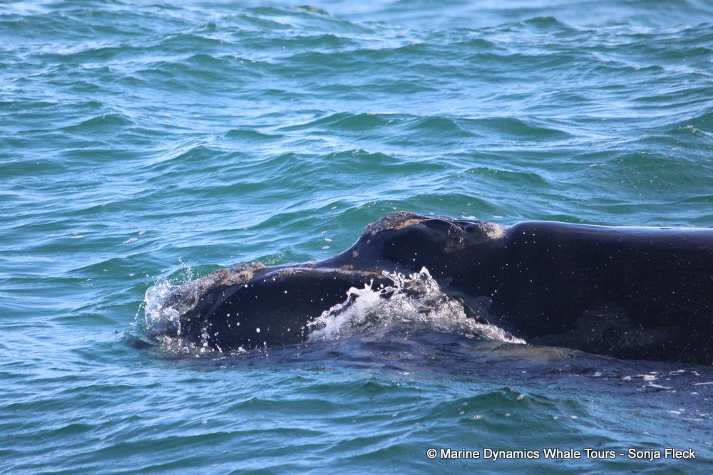 Southern right whale, whale watching, gansbaai, south africa,