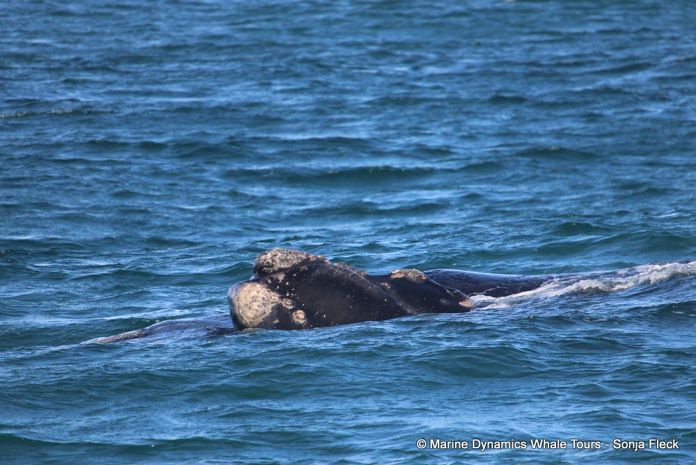 Southern right whale, whale watching, gansbaai, south africa,