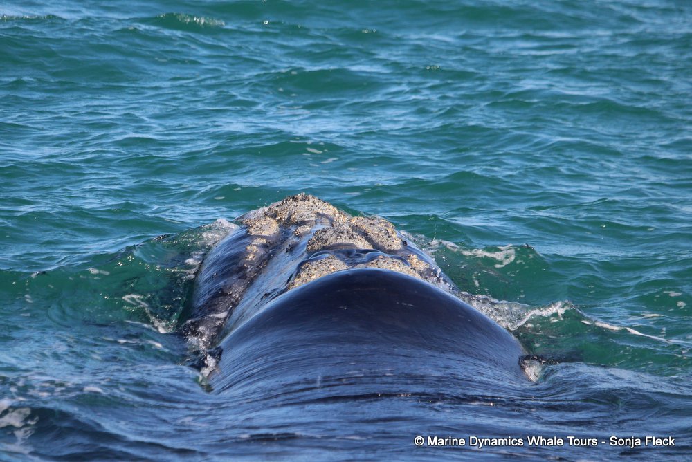 Southern right whale, whale watching, gansbaai, south africa,