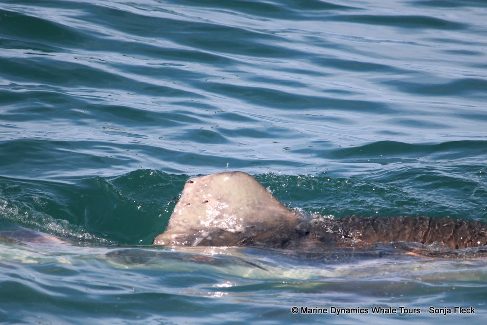 bronze whaler shark, whale watching, gansbaai, south africa,