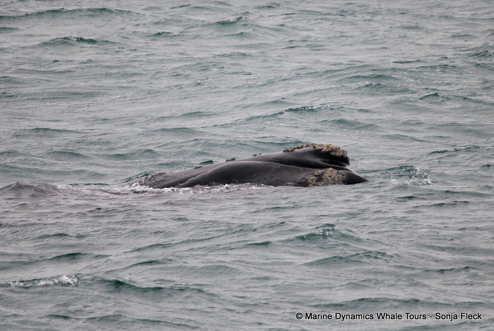 Southern right whale, whale watching, gansbaai, south africa,