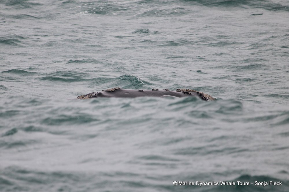Southern right whale, whale watching, gansbaai, south africa,