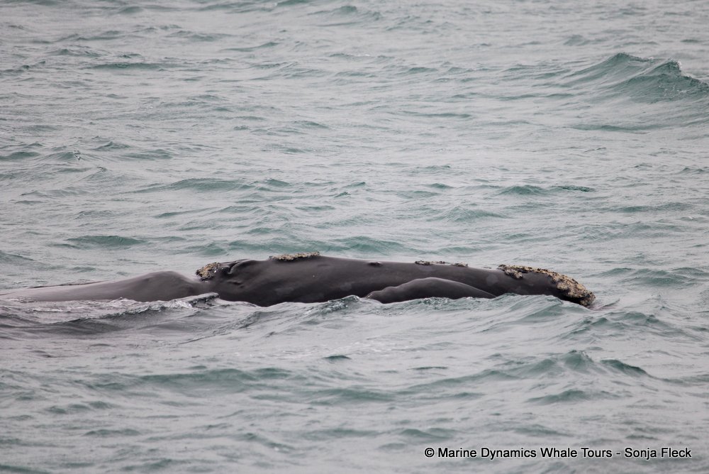 Southern right whale, whale watching, gansbaai, south africa,