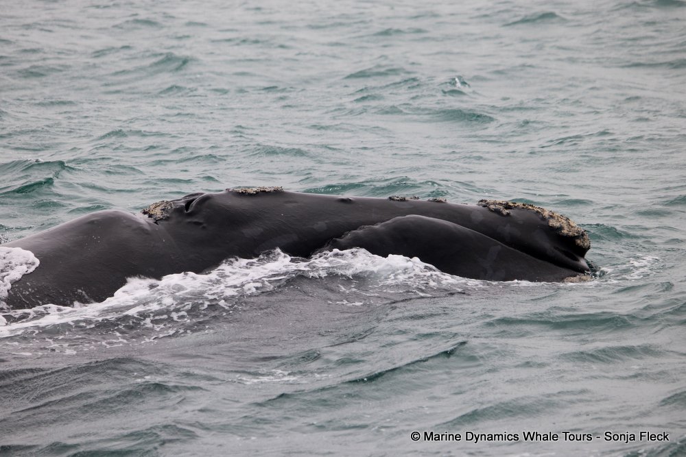 Southern right whale, whale watching, gansbaai, south africa,