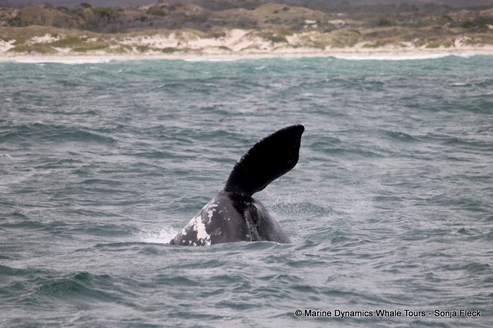Southern right whale, whale watching, gansbaai, south africa,