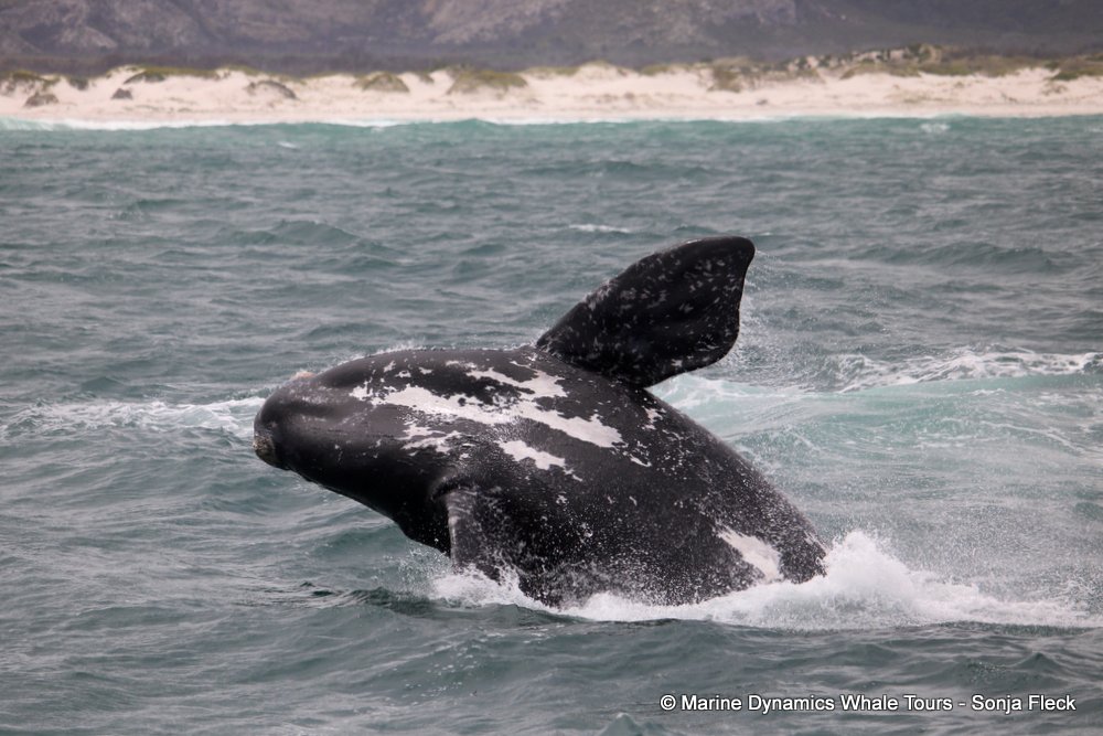 Southern right whale, whale watching, gansbaai, south africa,