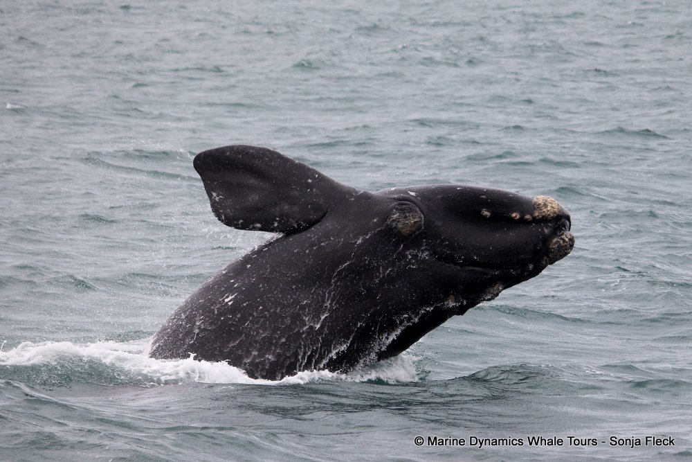 Southern right whale, whale watching, gansbaai, south africa,