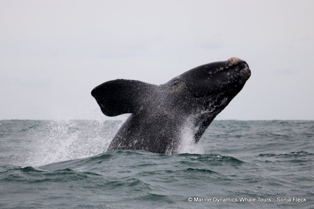 Southern right whale, whale watching, gansbaai, south africa,