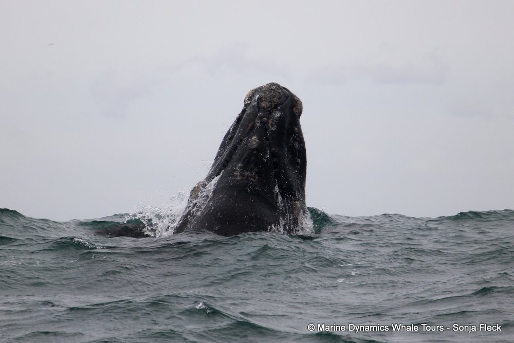 Southern right whale, whale watching, gansbaai, south africa,