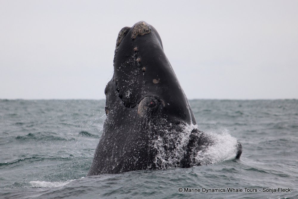 Southern right whale, whale watching, gansbaai, south africa,