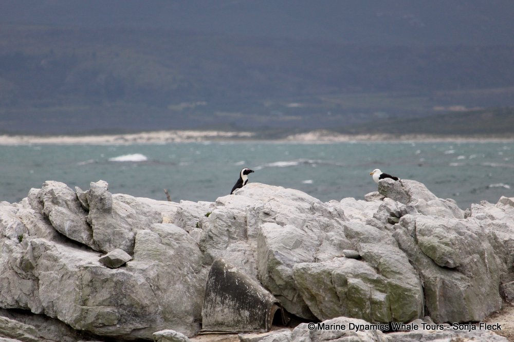 african penguin, whale watching, gansbaai, south africa