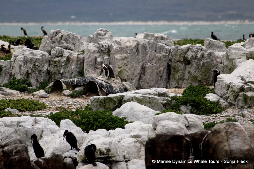 african penguin, whale watching, gansbaai, south africa