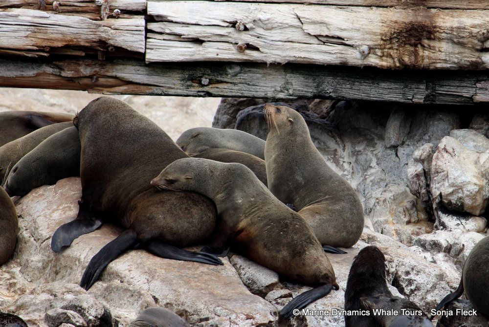 cape fur seal, whale watching, gansbaai, south africa