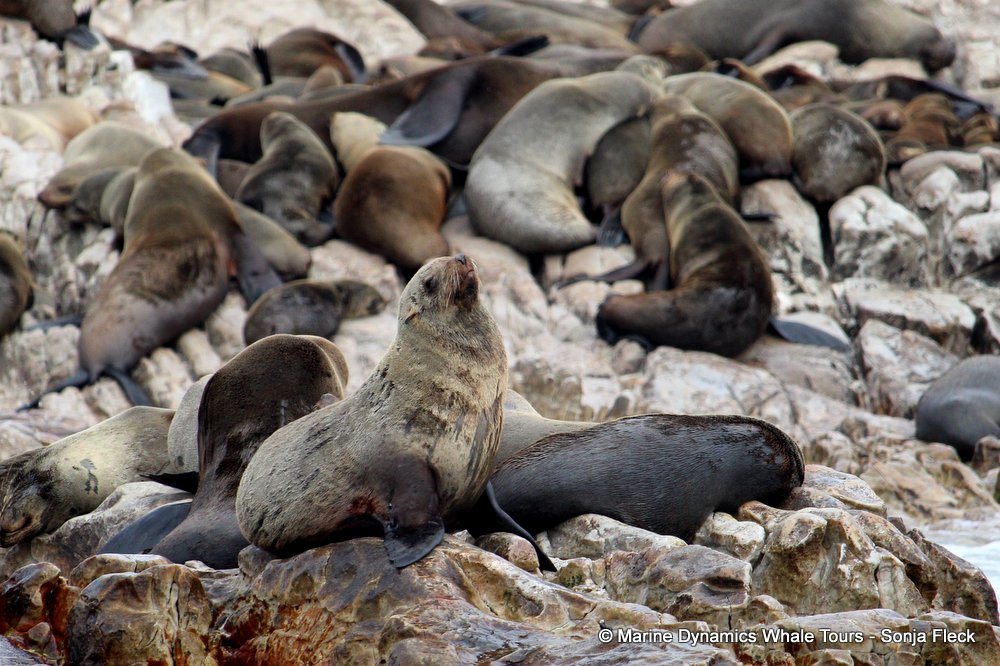 cape fur seal, whale watching, gansbaai, south africa