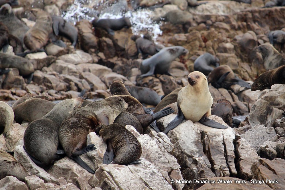 cape fur seal, whale watching, gansbaai, south africa