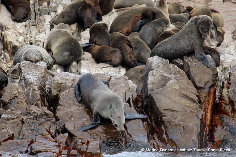 cape fur seal, whale watching, gansbaai, south africa,