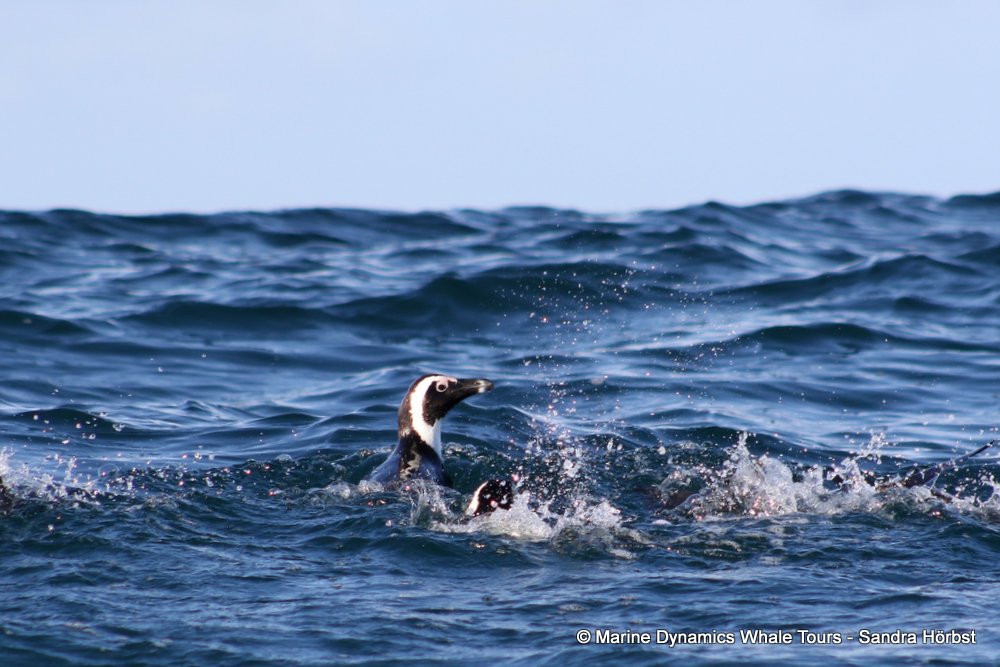 penguins, whale watching, gansbaai, south africa,