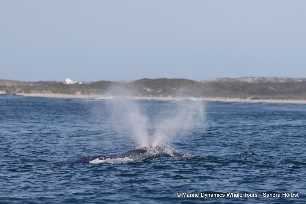 Southern right whale, whale watching, gansbaai, south africa,