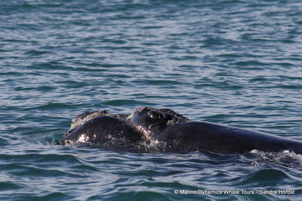 Southern right whale, whale watching, gansbaai, south africa,