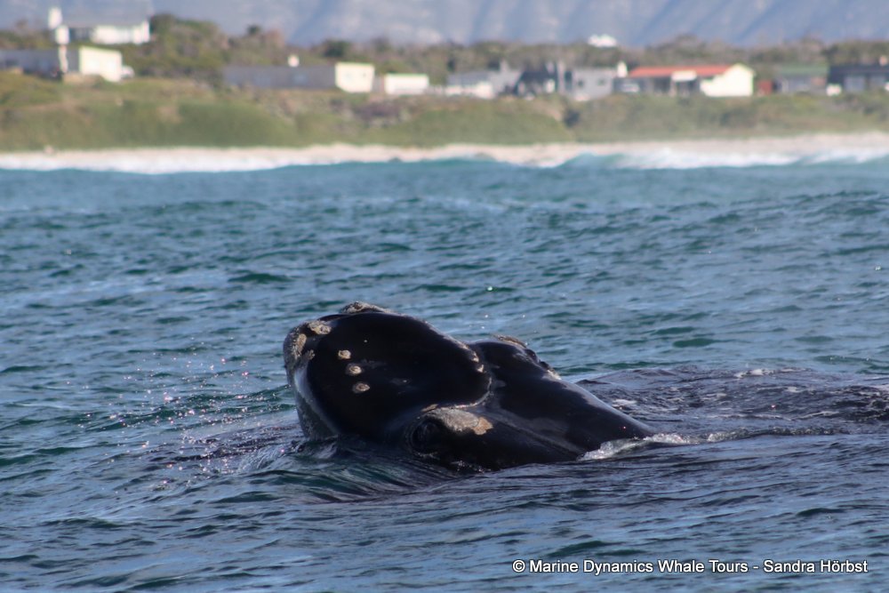 Southern right whale, whale watching, gansbaai, south africa,