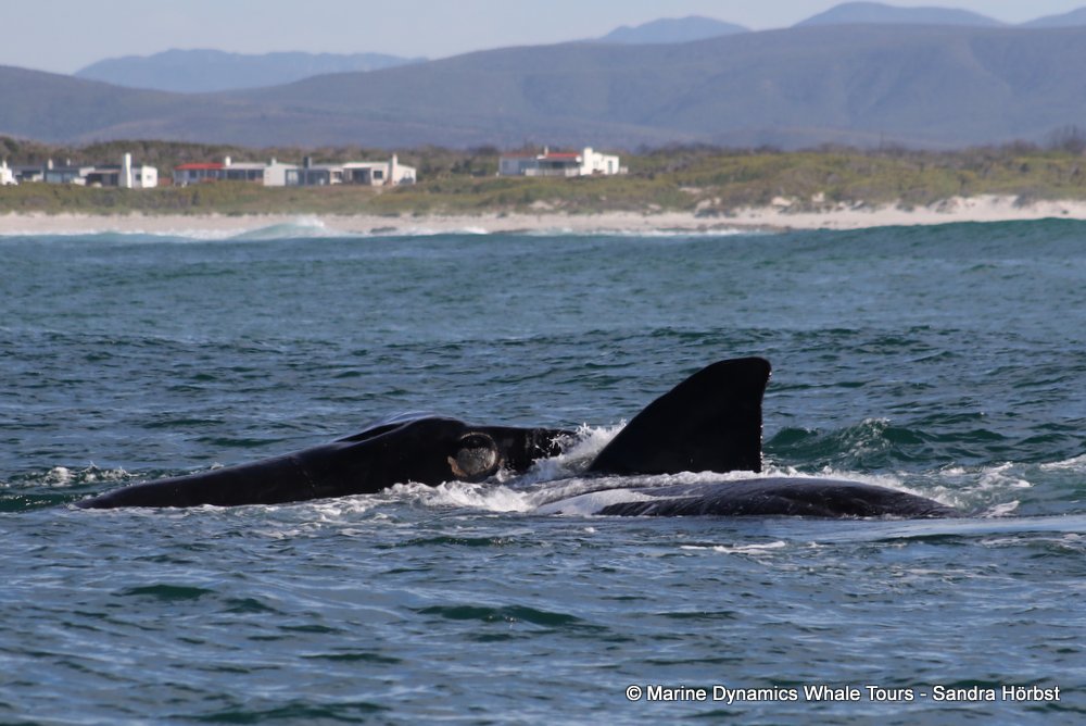 Southern right whale, whale watching, gansbaai, south africa,