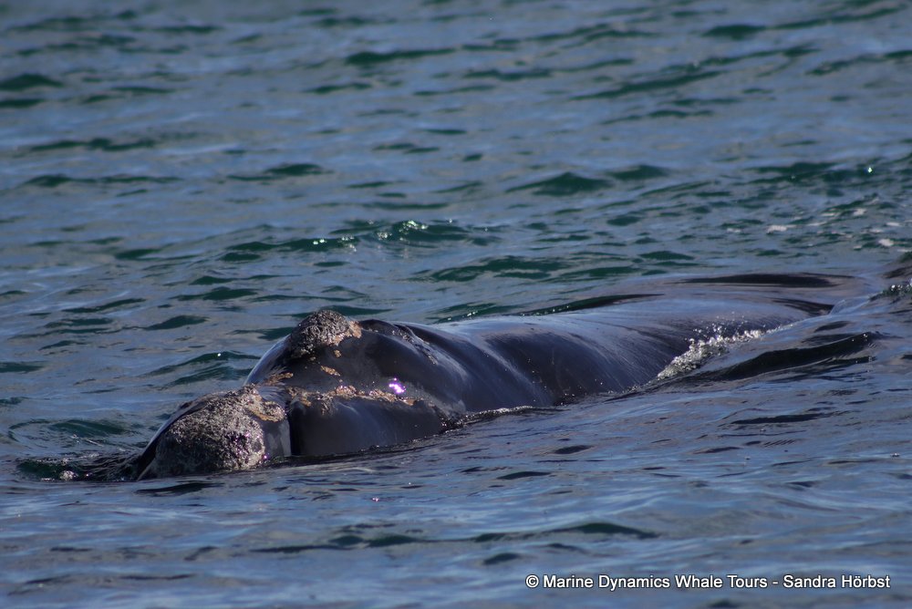 Southern right whale, whale watching, gansbaai, south africa,