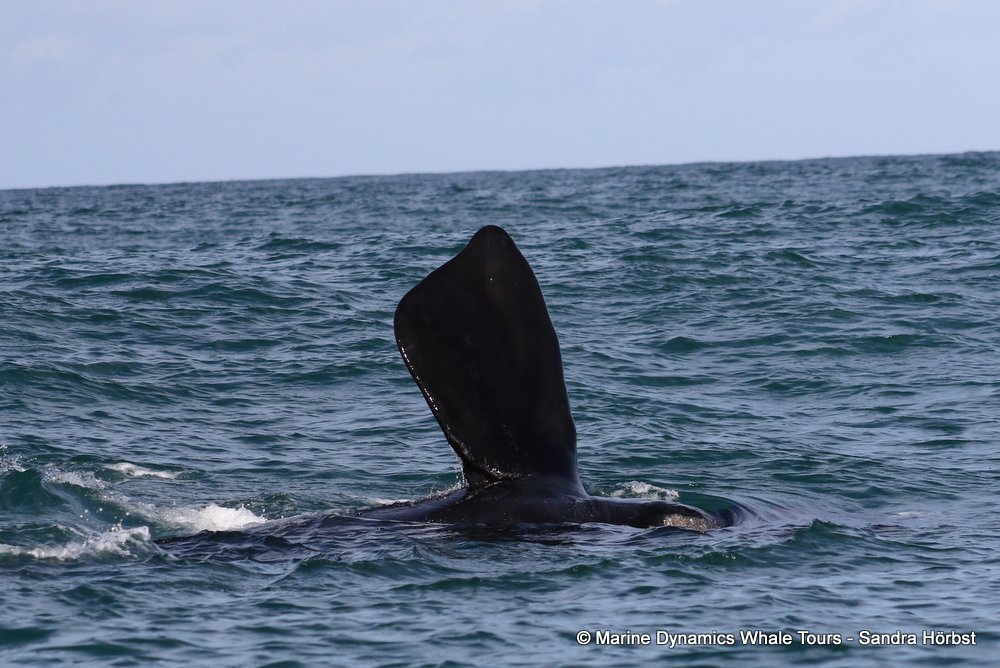 Southern right whale, whale watching, gansbaai, south africa,