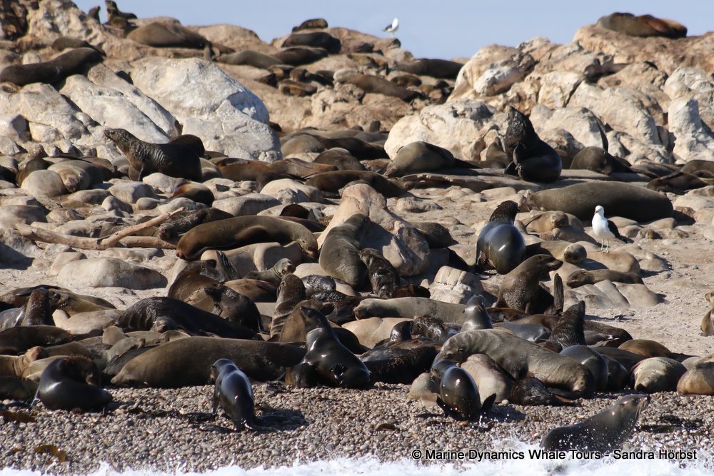 cape fur seal, whale watching, gansbaai, south africa