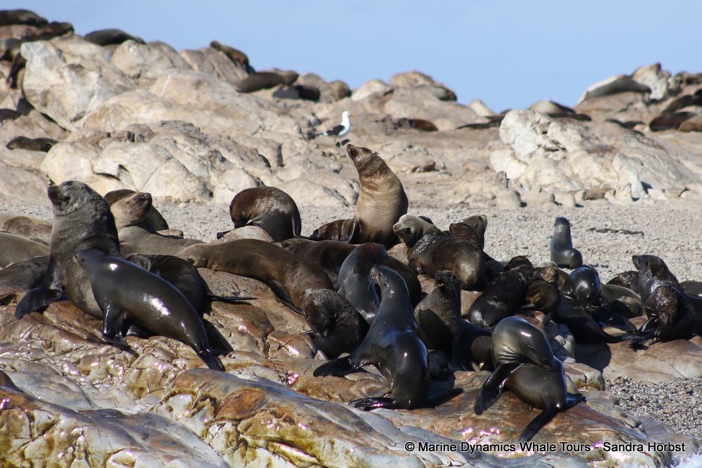 cape fur seal, whale watching, gansbaai, south africa