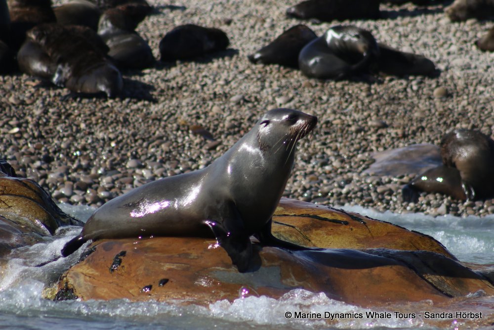 cape fur seal, whale watching, gansbaai, south africa