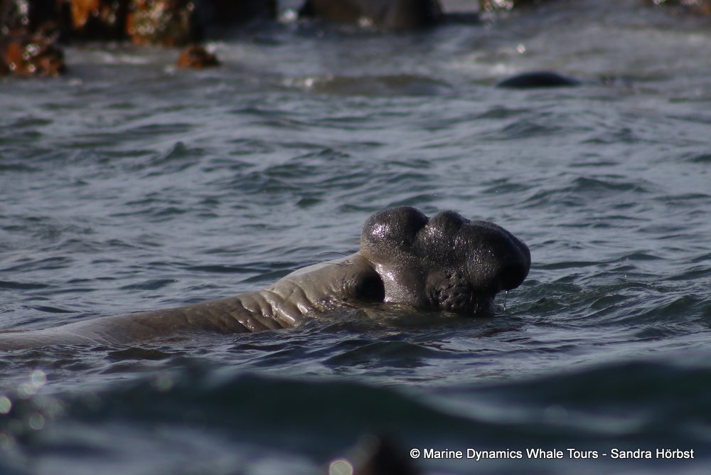 elephant seal, whale watching, gansbaai, south africa