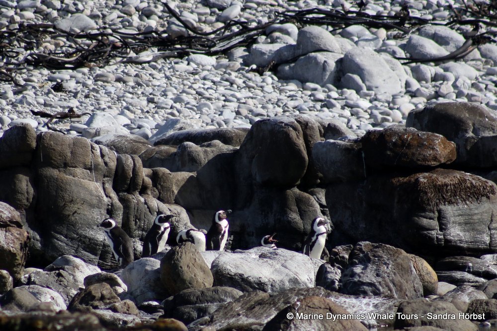 penguins, whale watching, gansbaai, south africa,