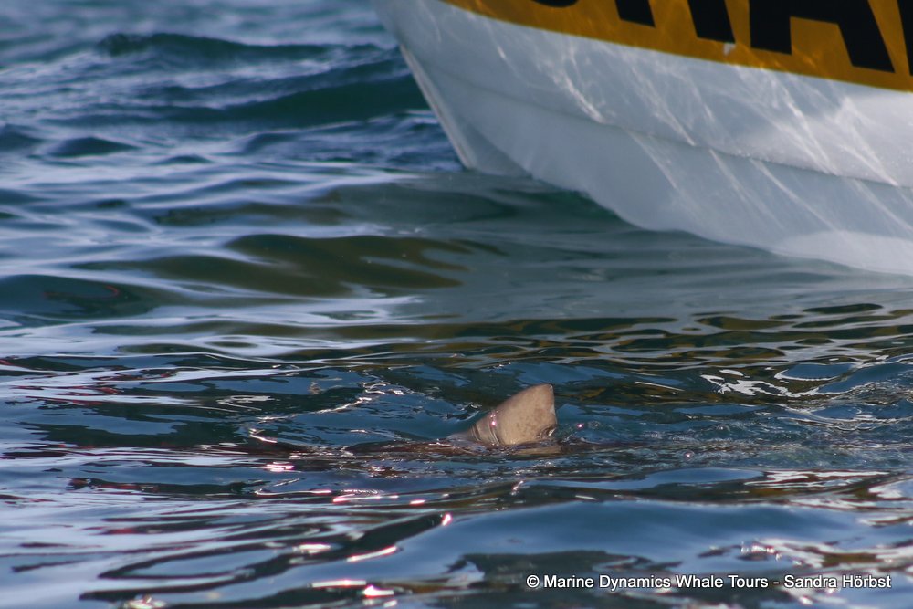 bronze whaler shark, whale watching, gansbaai, south africa,