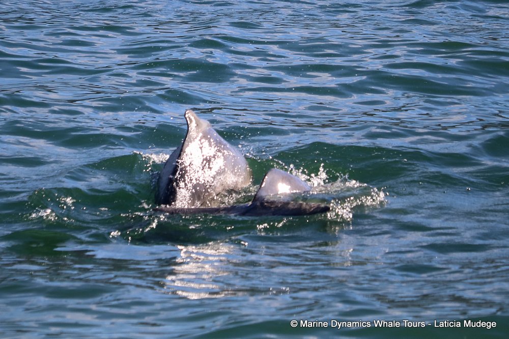humpback dolphin, whale watching, gansbaai, south africa