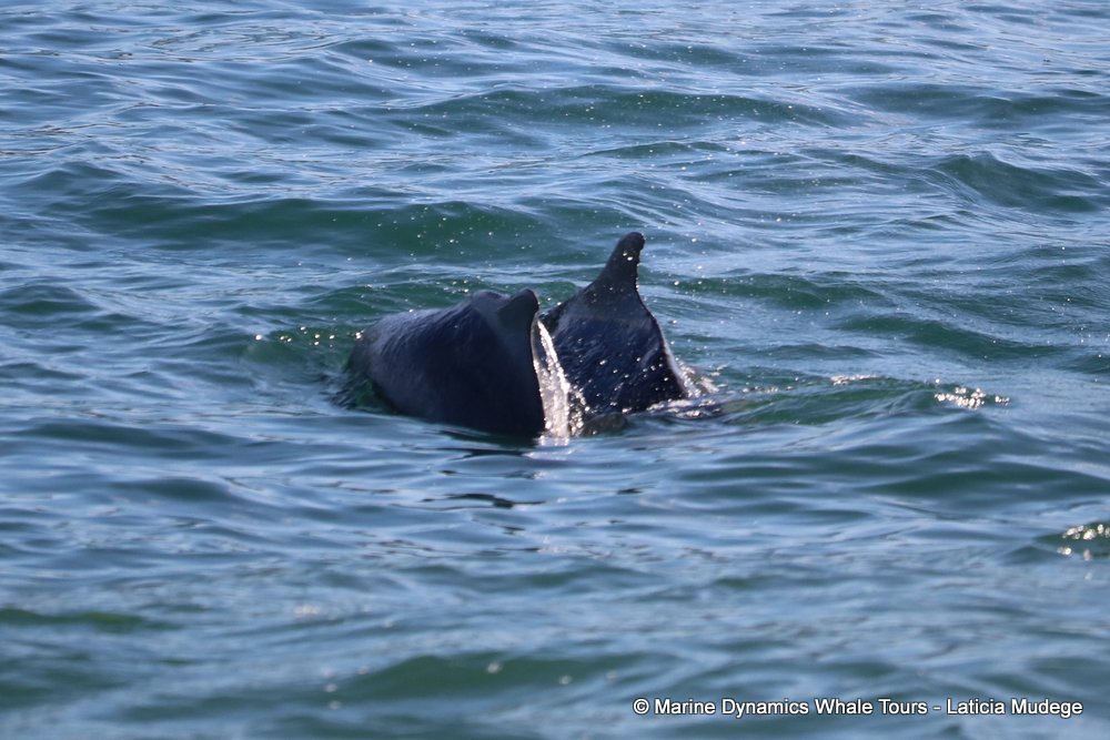 humpback dolphin, whale watching, gansbaai, south africa