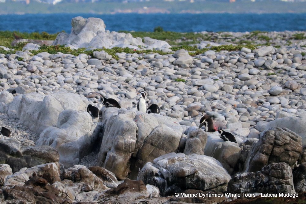 african penguin, whale watching, gansbaai, south africa