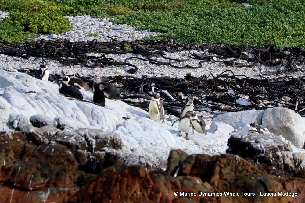 african penguin, whale watching, gansbaai, south africa