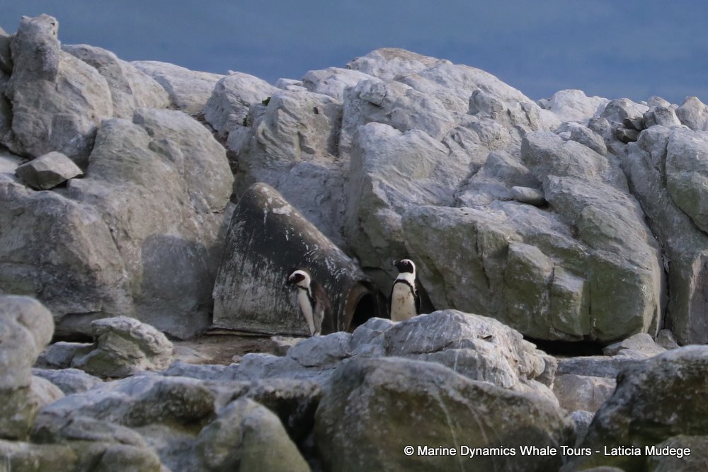 african penguin, whale watching, gansbaai, south africa