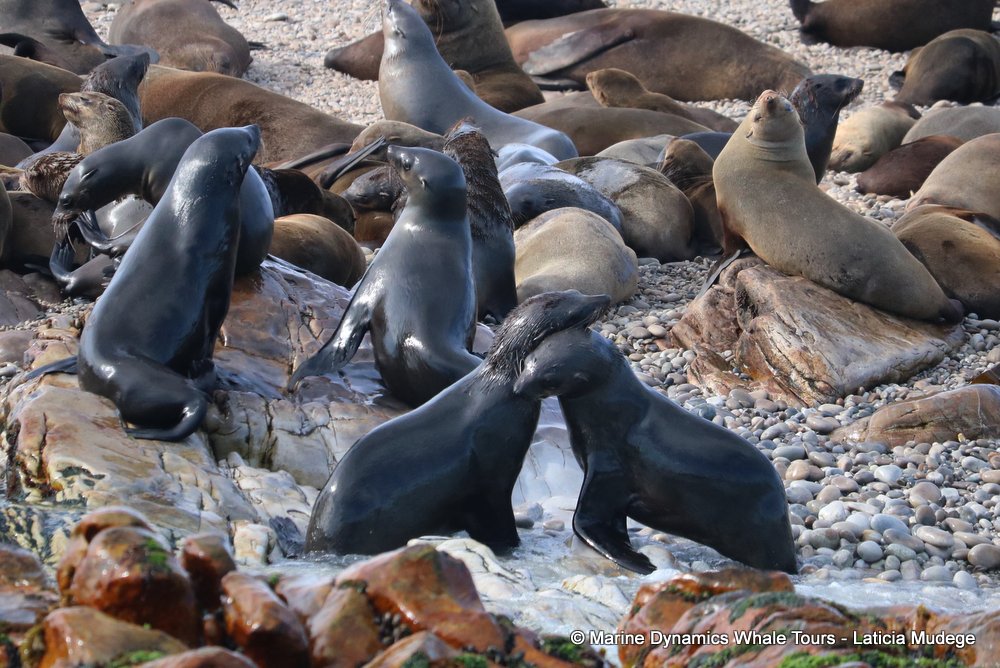 cape fur seal, whale watching, gansbaai, south africa